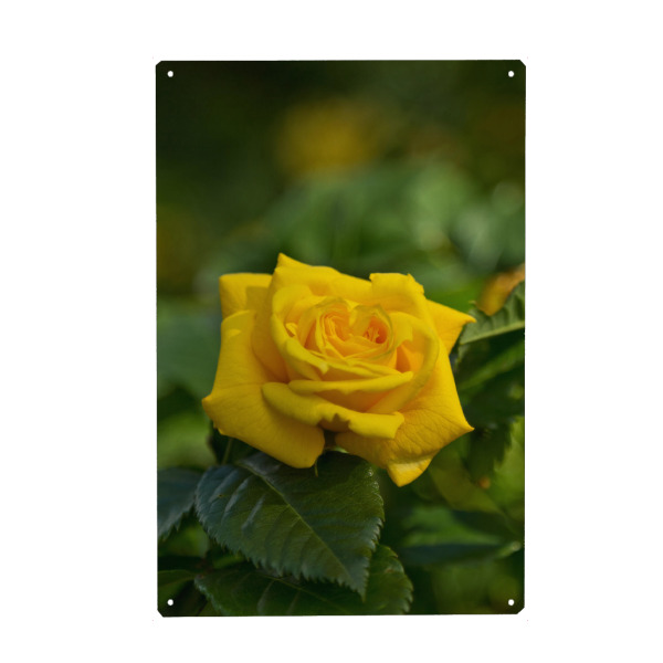 Metall Poster "Gelbe Rose" artboxONE - Natur,Floral - Nahaufnahme,Makro,Natur,Nahansicht,Blume,Frühling,Bokeh,Frühlingsblumen,Close up,Garten,Rose