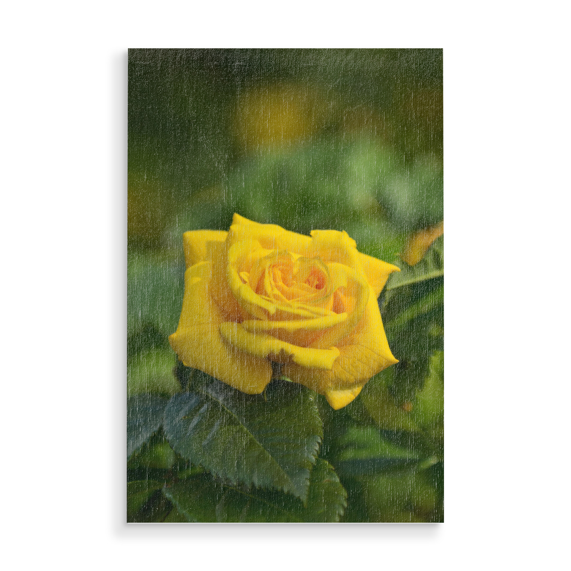 Holzbild "Gelbe Rose" artboxONE - Natur,Floral - Nahaufnahme,Makro,Natur,Nahansicht,Blume,Frühling,Bokeh,Frühlingsblumen,Close up,Garten,Rose
