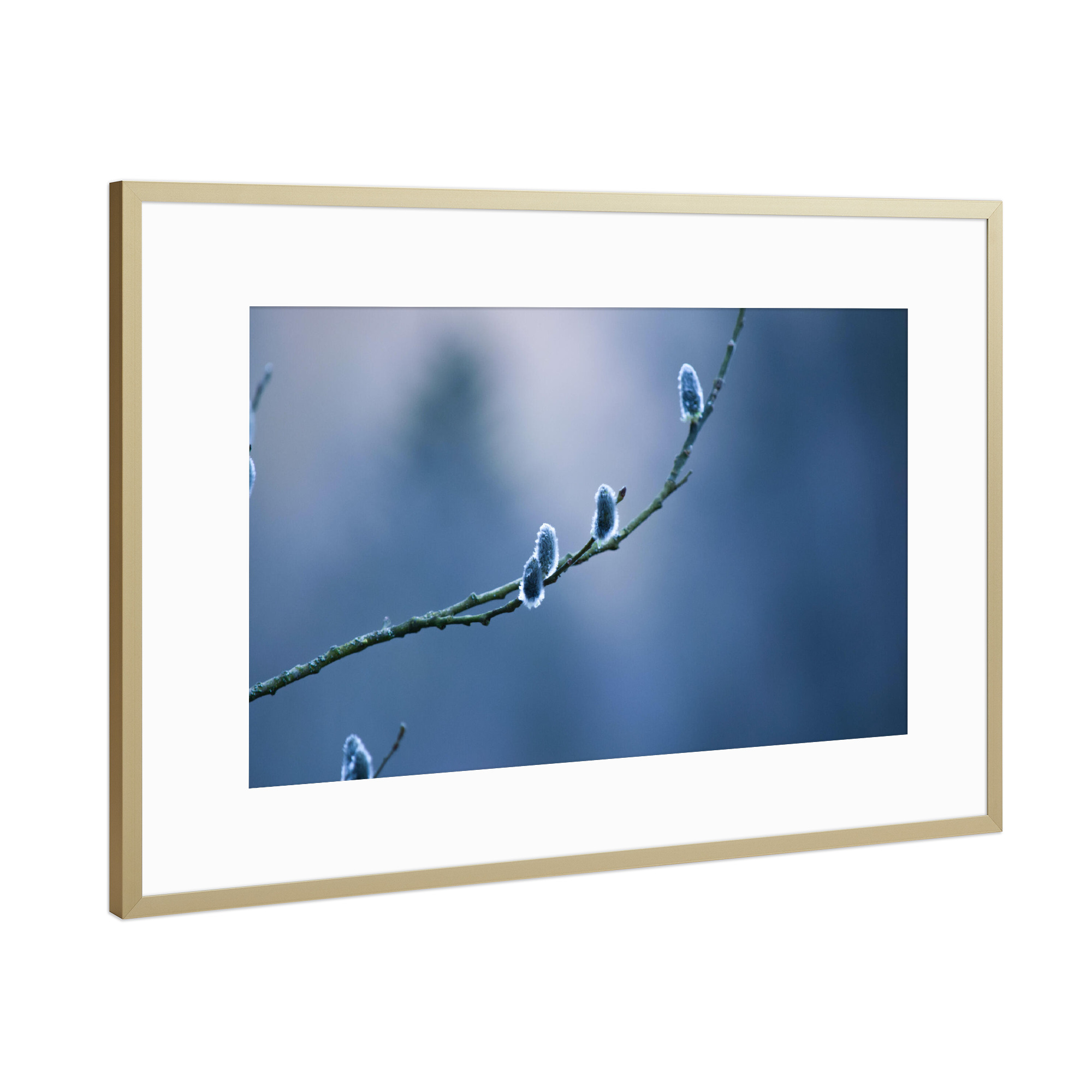 Poster mit Rahmen Gold "Weidenkätzchen" artboxONE - Natur,Reise,Reise / Länder