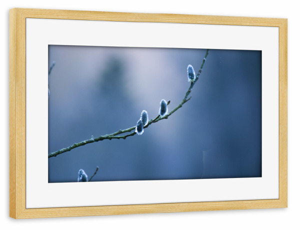 Poster mit Rahmen kiefer "Weidenkätzchen" artboxONE - Natur,Reise,Reise / Länder