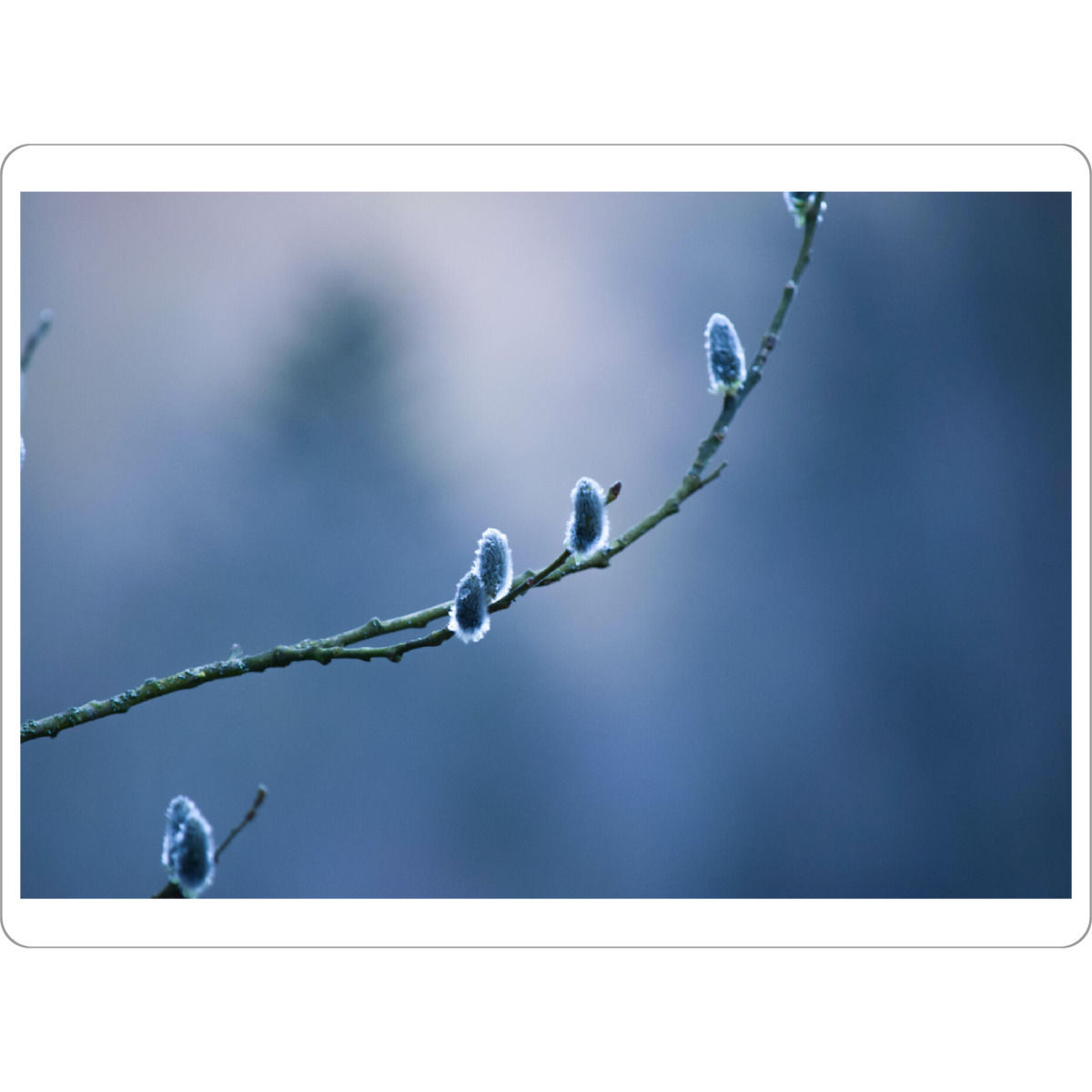 Tischset "Weidenkätzchen" artboxONE - Natur,Reise,Reise / Länder