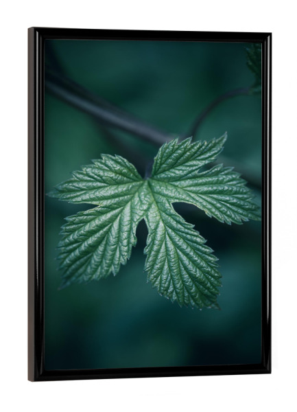 Poster mit schwarzem Rahmen "Hopfen" artboxONE - Natur,Floral - Blatt,Dunkel,Hopfen,Humulus,Naturfoto,Nahaufnahme,Einzeln,Leaf,Natur,Nature,Closeup