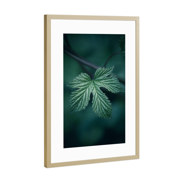 Poster mit Rahmen Gold "Hopfen" artboxONE - Natur,Floral - Blatt,Dunkel,Hopfen,Humulus,Naturfoto,Nahaufnahme,Einzeln,Leaf,Natur,Nature,Closeup
