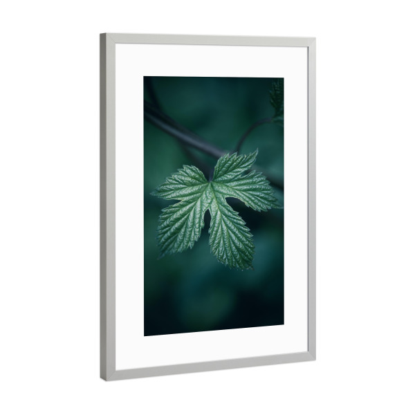 Poster mit Rahmen Silber "Hopfen" artboxONE - Natur,Floral - Blatt,Dunkel,Hopfen,Humulus,Naturfoto,Nahaufnahme,Einzeln,Leaf,Natur,Nature,Closeup