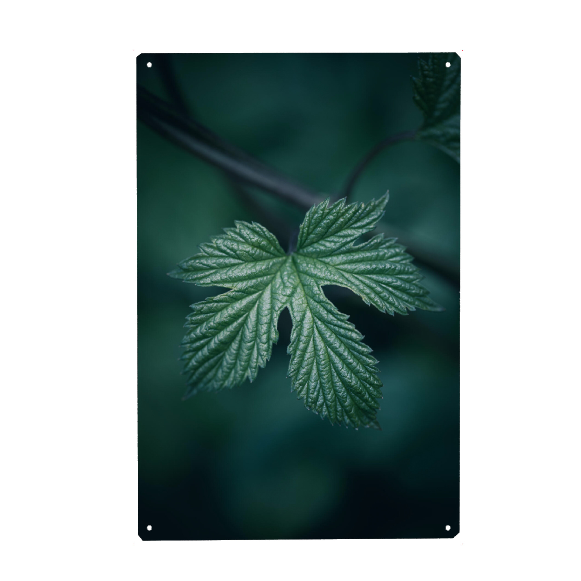 Holzbild "Hopfen" artboxONE - Natur,Floral - Blatt,Dunkel,Hopfen,Humulus,Naturfoto,Nahaufnahme,Einzeln,Leaf,Natur,Nature,Closeup