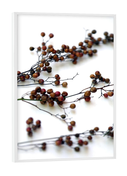 Poster mit weißem Rahmen "Zweige mit Samenkapsel" artboxONE - Natur,Floral,Abstrakt