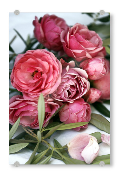 Acrylglasbild "Rosen und Olivenbaum Blätter" artboxONE - Natur,Floral,Liebe,Für Mama