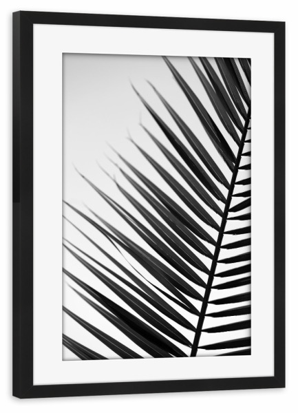 Poster mit Rahmen schwarz "Palmenblatt Silhouette" artboxONE - Natur,Floral,Abstrakt,Schwarzweiß,Reise / Asien