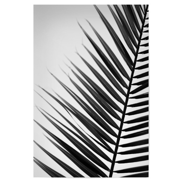 Poster "Palmenblatt Silhouette" artboxONE - Natur,Floral,Abstrakt,Schwarzweiß,Reise / Asien