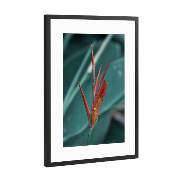 Poster mit Rahmen Schwarz (Metallic) "Beautiful Red" artboxONE - Natur,Floral