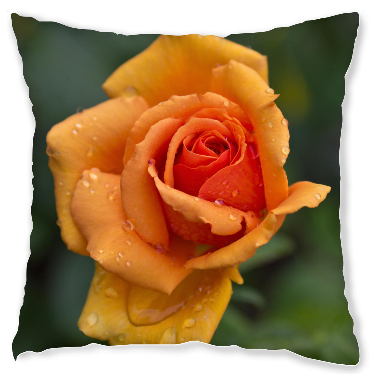 Design-Kissen "Rose nach dem Regen" artboxONE - Natur,Floral
