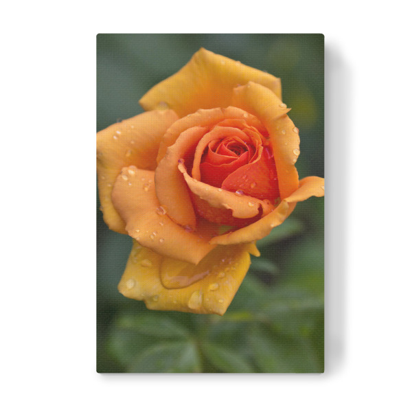 Leinwandbild "Rose nach dem Regen" artboxONE - Natur,Floral