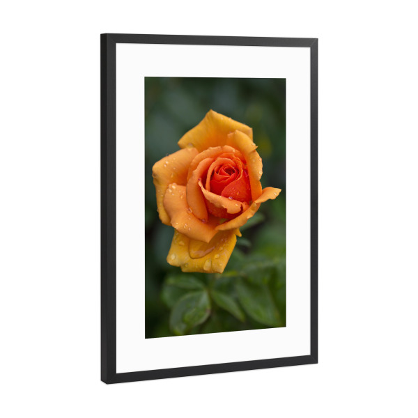 Poster mit Rahmen Schwarz (Metallic) "Rose nach dem Regen" artboxONE - Natur,Floral