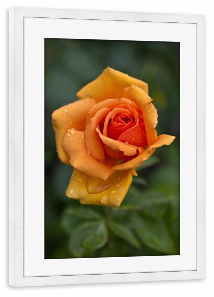 Poster mit Rahmen weiß "Rose nach dem Regen" artboxONE - Natur,Floral