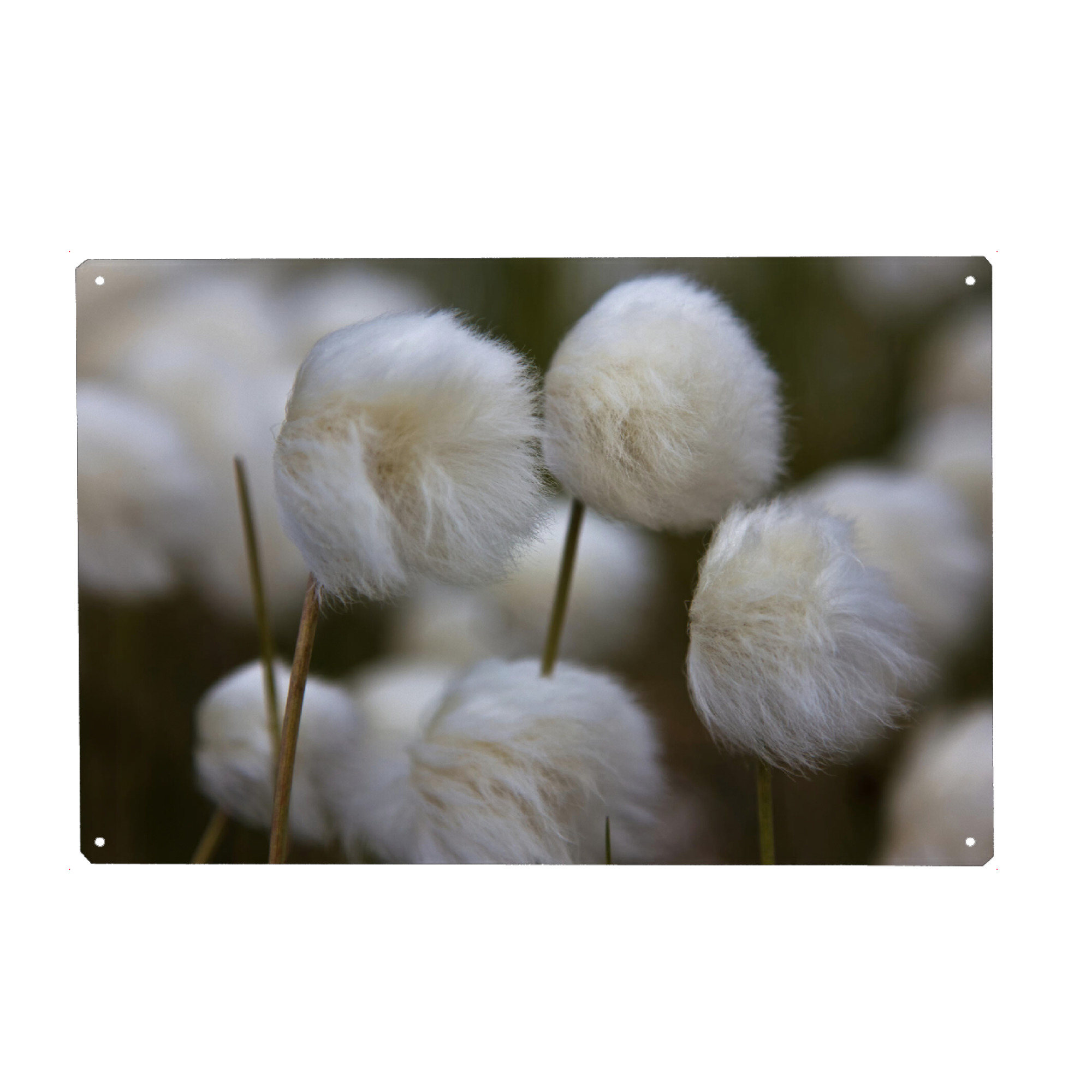 Metall Poster "Blühendes Wollgras" artboxONE - Natur,Floral - Nahaufnahme,Makro,Close-up,Blüten,Bokeh,Moorpflanze,Gräser,Grass,Boho,Natur,Nature