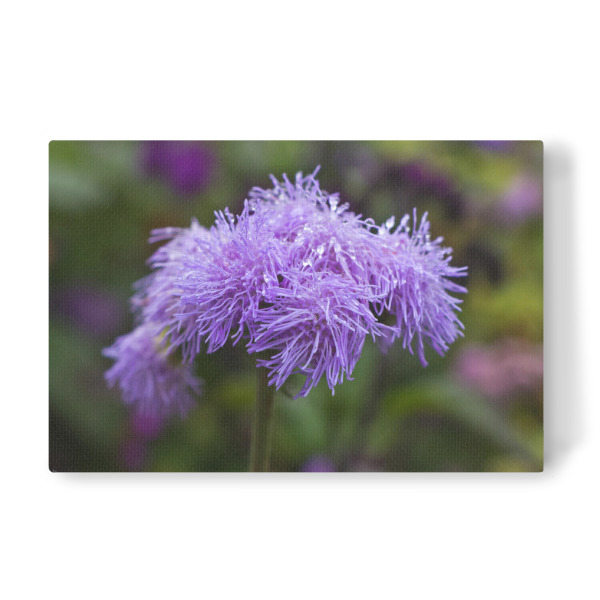 Leinwandbild "Leberbalsam mit Tropfen" artboxONE - Natur,Floral