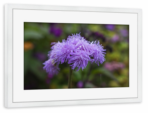 Poster mit Rahmen weiß "Leberbalsam mit Tropfen" artboxONE - Natur,Floral