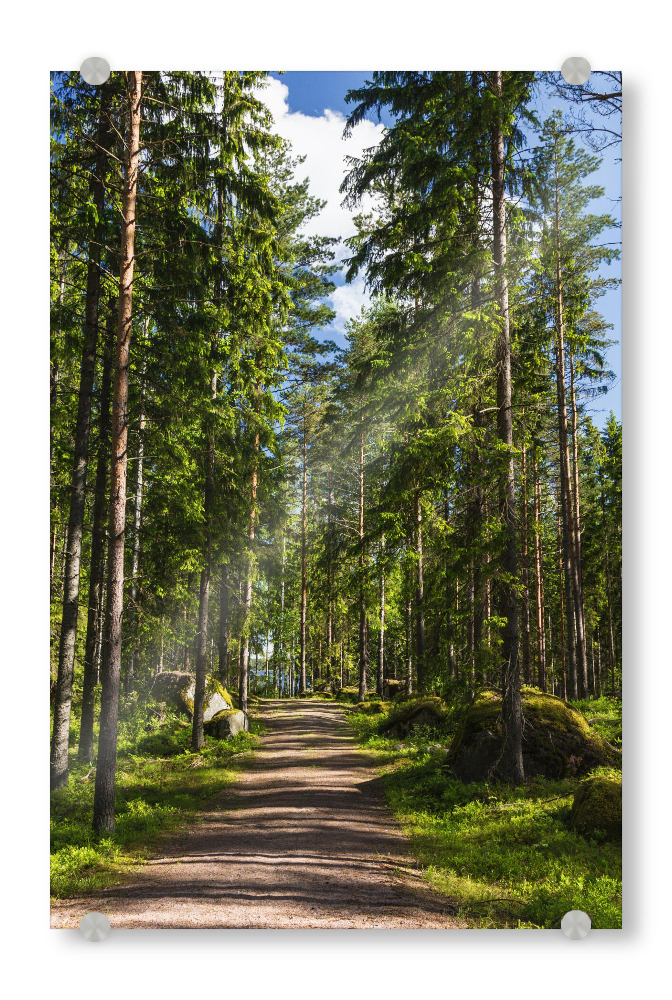 Acrylglasbild "Sonniger Waldweg in Finnland" artboxONE - Natur,Reise,Reise / Länder