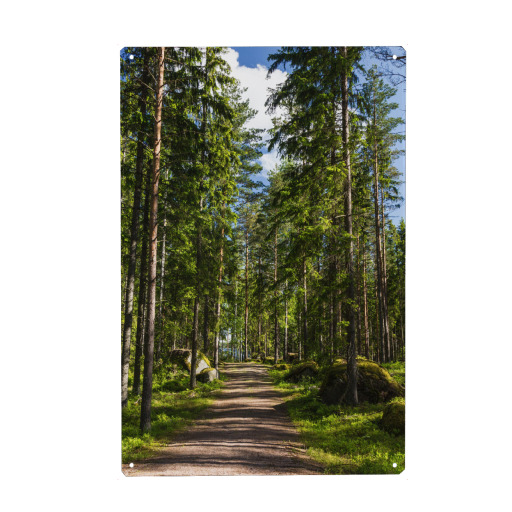 Sonniger Waldweg in Finnland