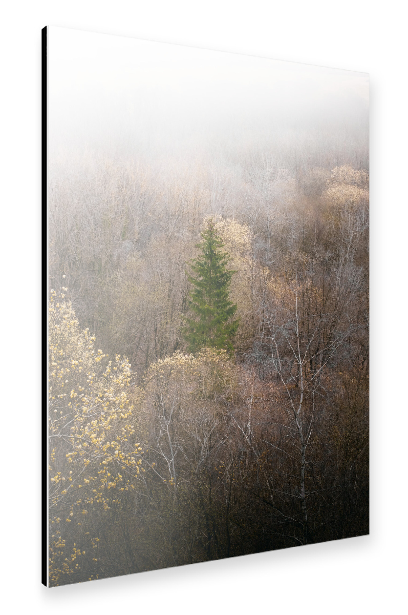 Alu-Dibond "Nebliger Wald" 30x20 cm artboxONE