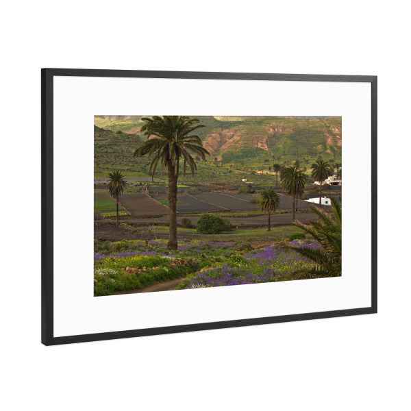 Poster mit Rahmen Schwarz (Metallic) "Palmenlandschaft Lanzarote" artboxONE - Natur,Reise,Reise / Länder
