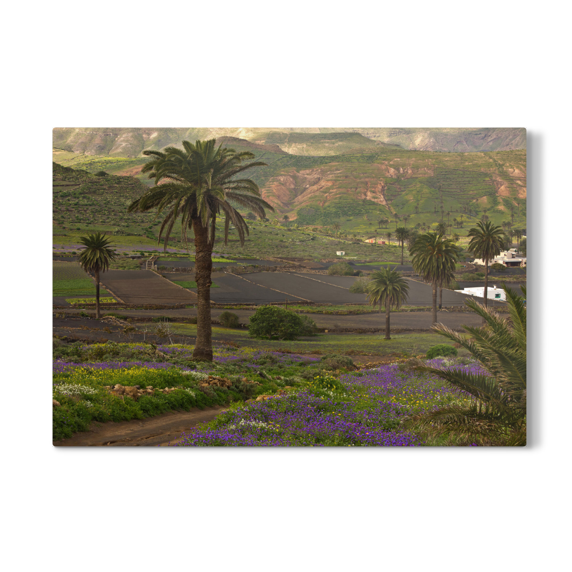 Galerie-Print "Palmenlandschaft Lanzarote" 30x20 cm artboxONE