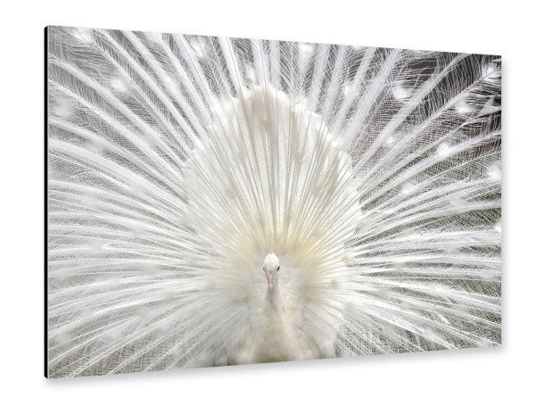 Alu-Dibond "Weißer Pfau" 30x20 cm artboxONE