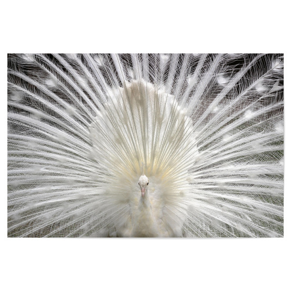 Poster "Weißer Pfau" artboxONE - Natur,Tiere