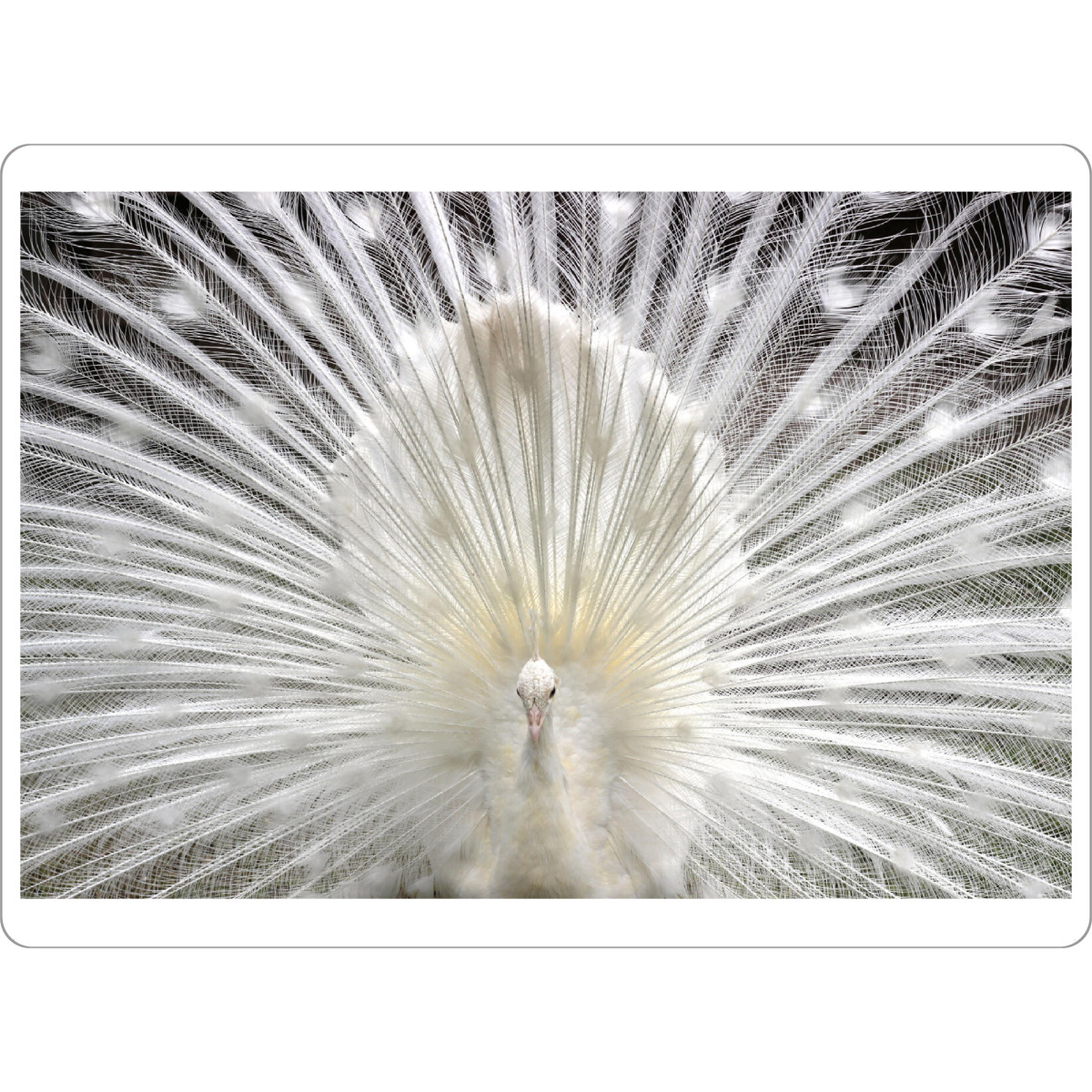 Tischset "Weißer Pfau" artboxONE - Natur,Tiere