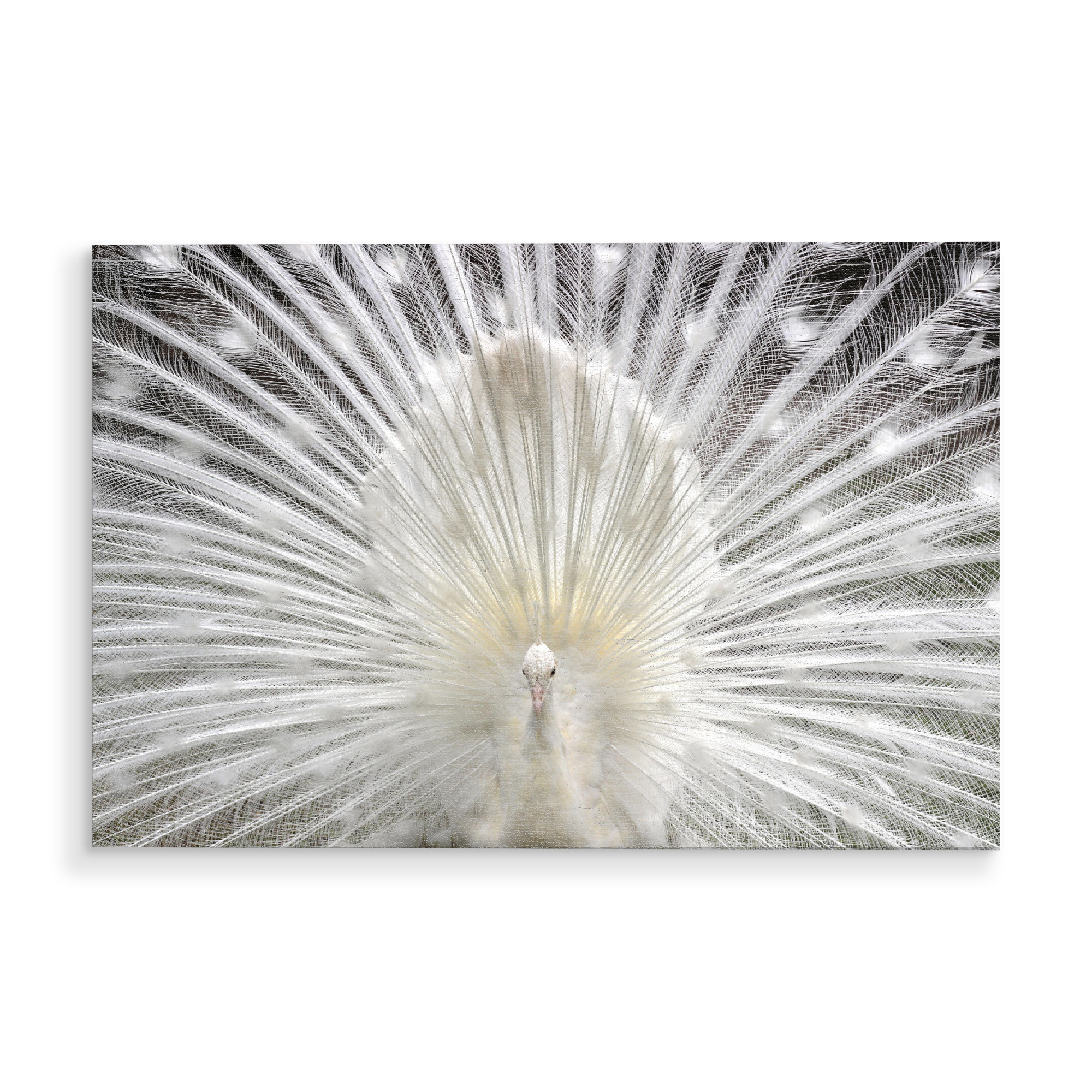 Holzbild "Weißer Pfau" artboxONE - Natur,Tiere