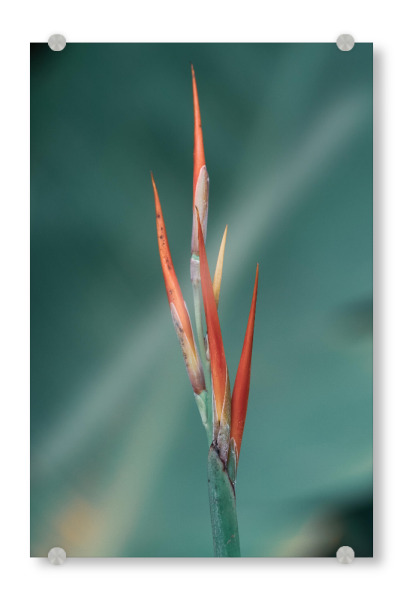 Acrylglasbild "Delicate Red" artboxONE - Natur,Floral
