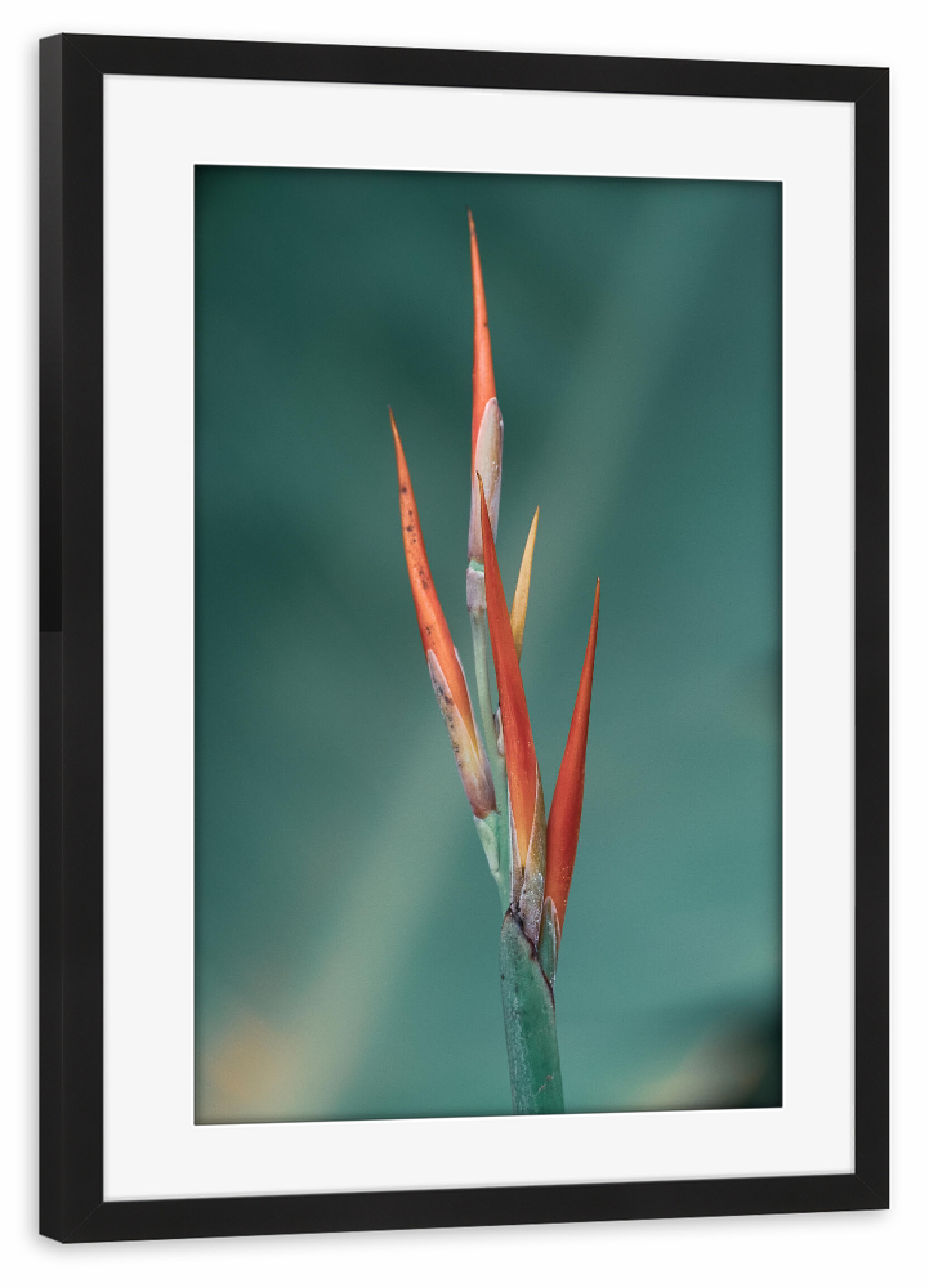 Poster mit Rahmen schwarz "Delicate Red" artboxONE - Natur,Floral
