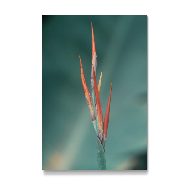 Galerie-Print "Delicate Red" 30x20 cm artboxONE