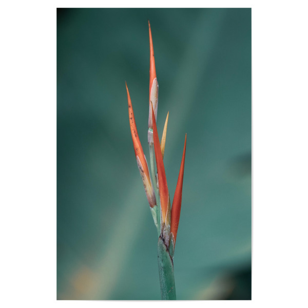 Poster "Delicate Red" artboxONE - Natur,Floral - Flower,Delicate,Minimalist,Red,Garden,Botanical,Blume,Natur,Nature,Botanisch,Closeup,Nahaufnahme