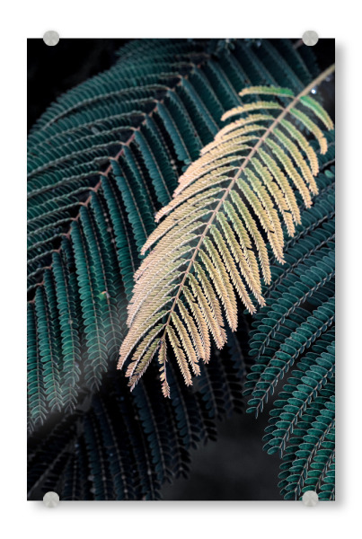 Acrylglasbild "Foliage I" artboxONE - Natur - Photography,Nature,Leaves,Foliage,Natur,Blätter,Plant,Pflanze,Floral,Botanical,Botanisch