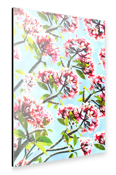 Alu-Dibond "Frangipani Painting" 30x20 cm artboxONE