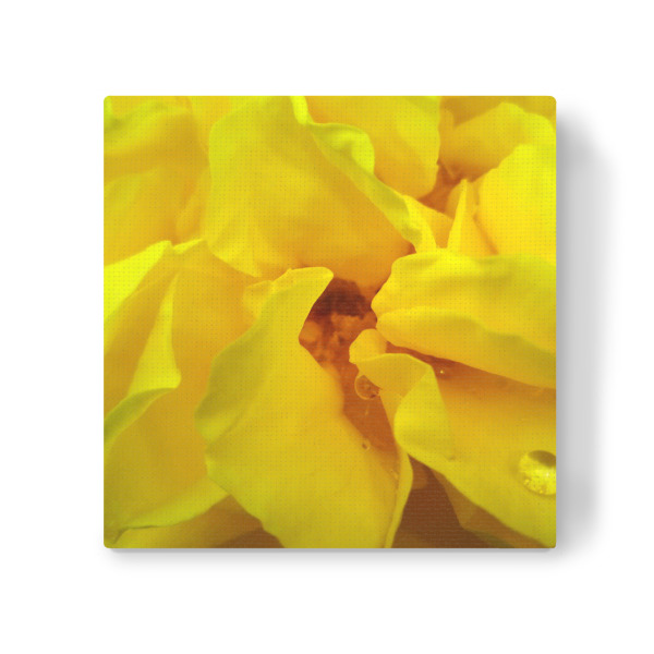 Leinwandbild "Yellow Rose" artboxONE - Floral,Liebe,Für Mama