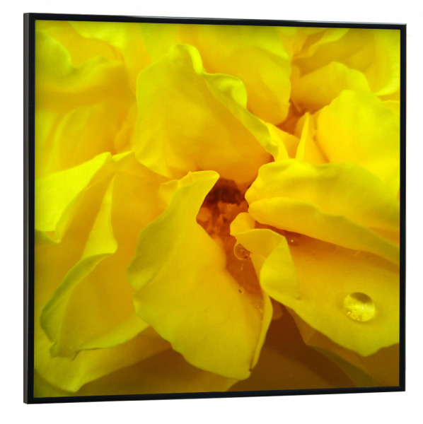 Poster mit schwarzem Rahmen 30x30 cm "Yellow Rose" artboxONE - Floral,Liebe,Für Mama