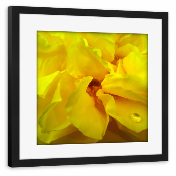 Poster mit Rahmen schwarz "Yellow Rose" artboxONE - Floral,Liebe,Für Mama