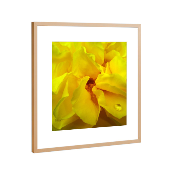 Poster mit Rahmen Kupfer "Yellow Rose" artboxONE - Floral,Liebe,Für Mama