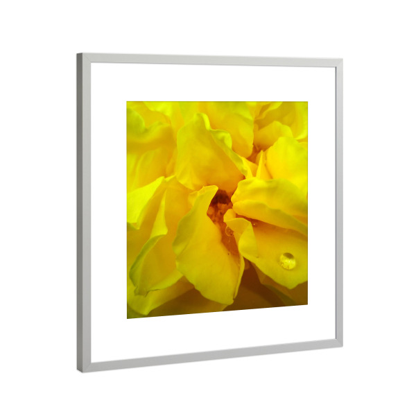 Poster mit Rahmen Silber "Yellow Rose" artboxONE - Floral,Liebe,Für Mama