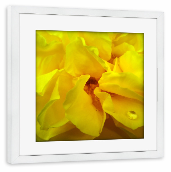 Poster mit Rahmen weiß "Yellow Rose" artboxONE - Floral,Liebe,Für Mama