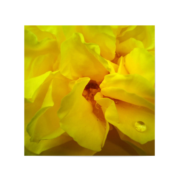 Poster 20x20 cm "Yellow Rose" artboxONE - Floral,Liebe,Für Mama