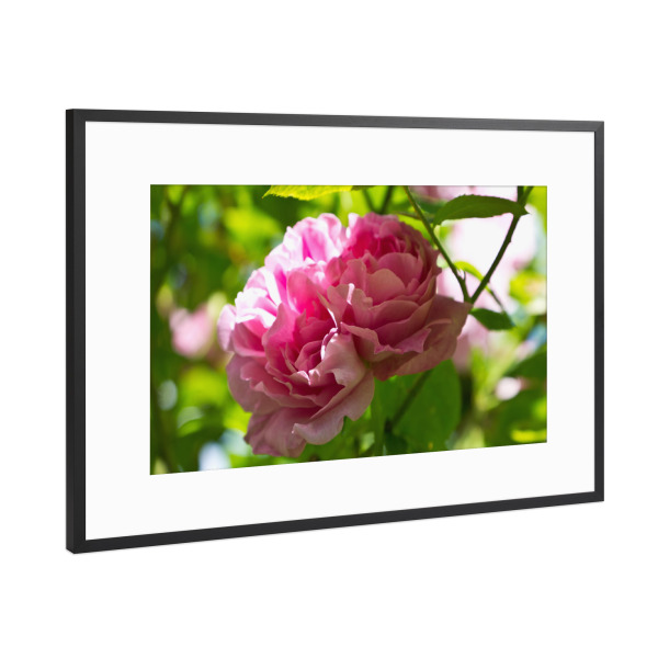 Poster mit Rahmen Schwarz (Metallic) "Englische rosa Rose" artboxONE - Natur,Floral