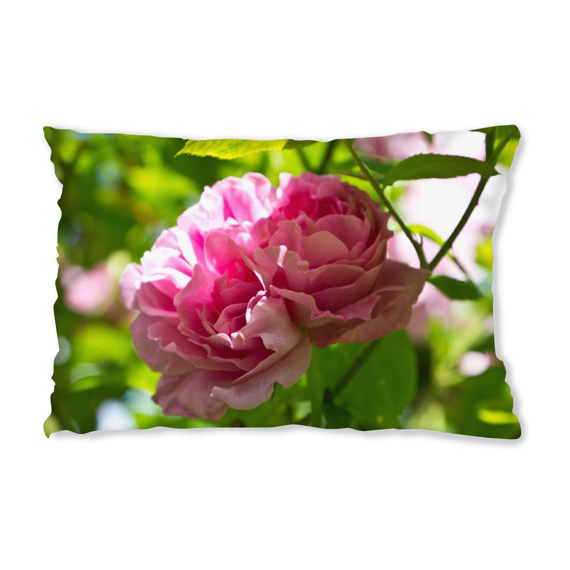 Design-Kissen "Englische rosa Rose" artboxONE - Natur,Floral