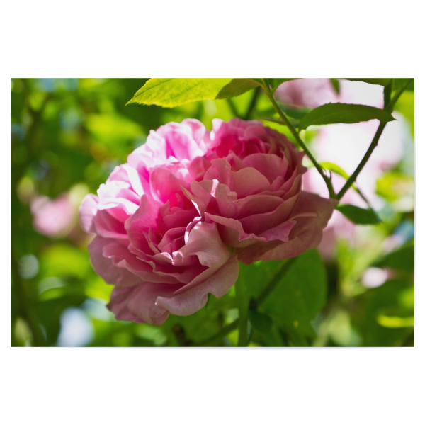 Poster "Englische rosa Rose" artboxONE - Natur,Floral