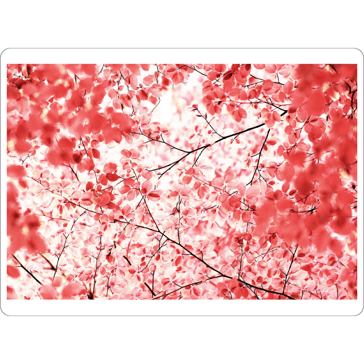 Tischset "Rosaroter Blätterhimmel im Sommer" artboxONE - Natur,Floral,Abstrakt,Liebe