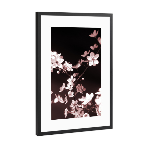 Poster mit Rahmen Schwarz (Metallic) "Frühlingsblüte Schwarz Rosa" artboxONE - Natur,Floral,Schwarzweiß,Liebe