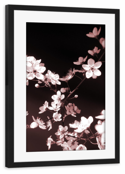 Poster mit Rahmen schwarz "Frühlingsblüte Schwarz Rosa" artboxONE - Natur,Floral,Schwarzweiß,Liebe