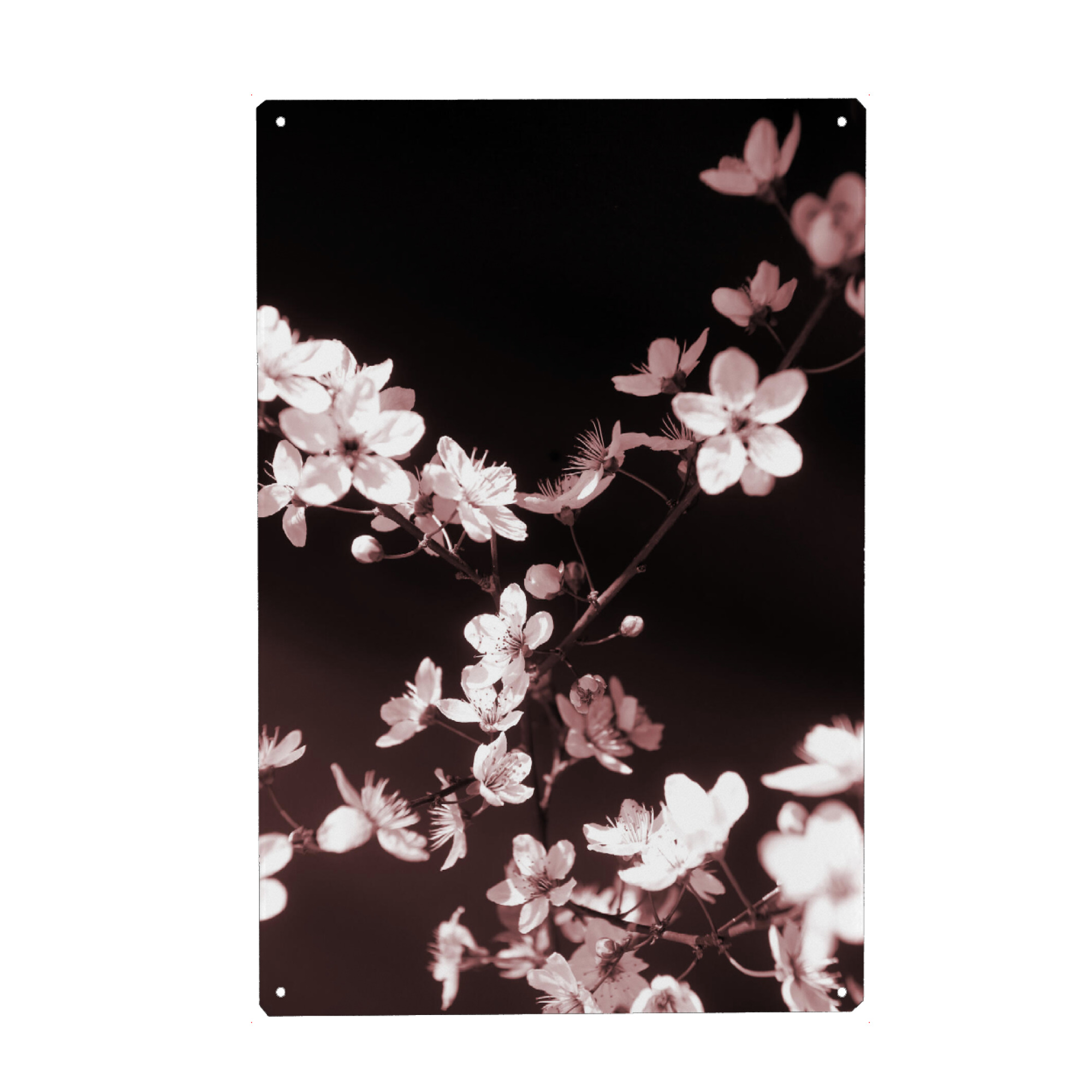 Metall Poster "Frühlingsblüte Schwarz Rosa" artboxONE - Natur,Floral,Schwarzweiß,Liebe